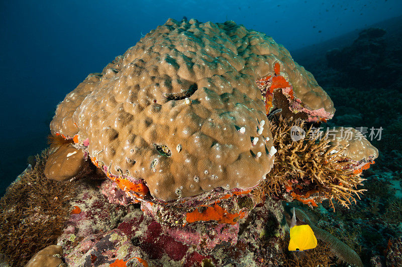 驼峰珊瑚Porites lutea和鸟巢珊瑚Seriatopora hystrix，帕劳，密克罗尼西亚